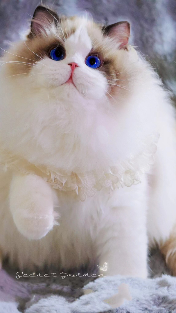 高端布偶猫