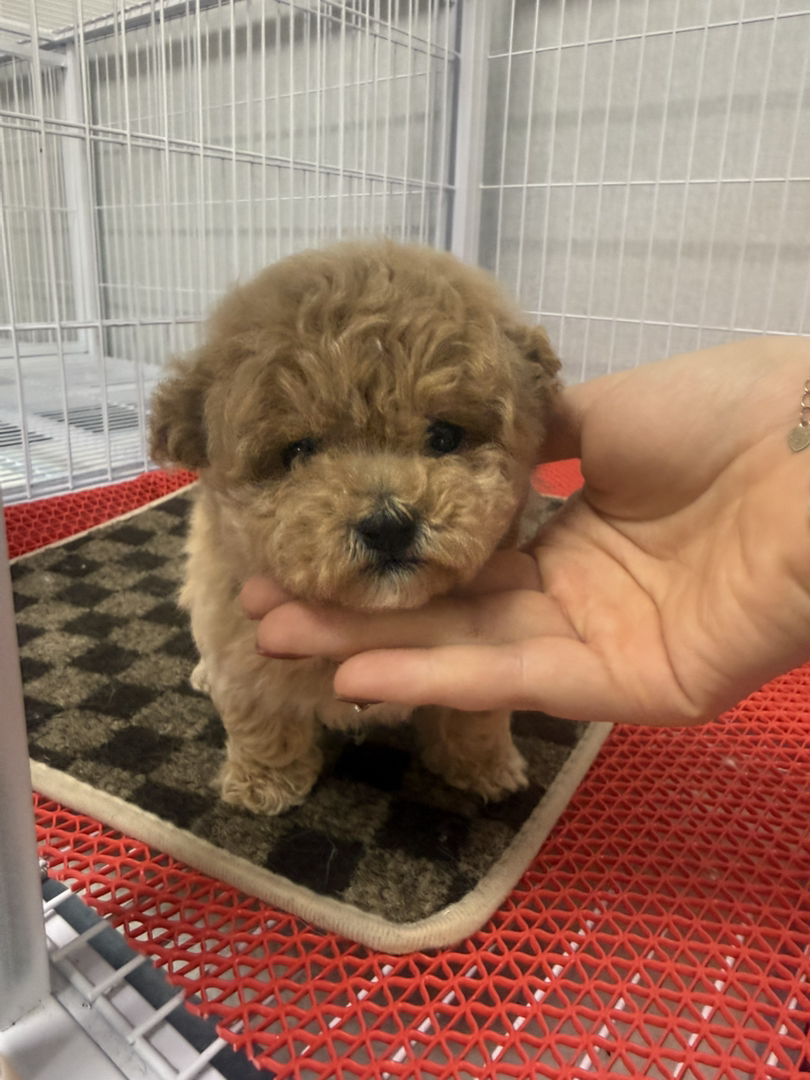 小体萌系泰迪熊