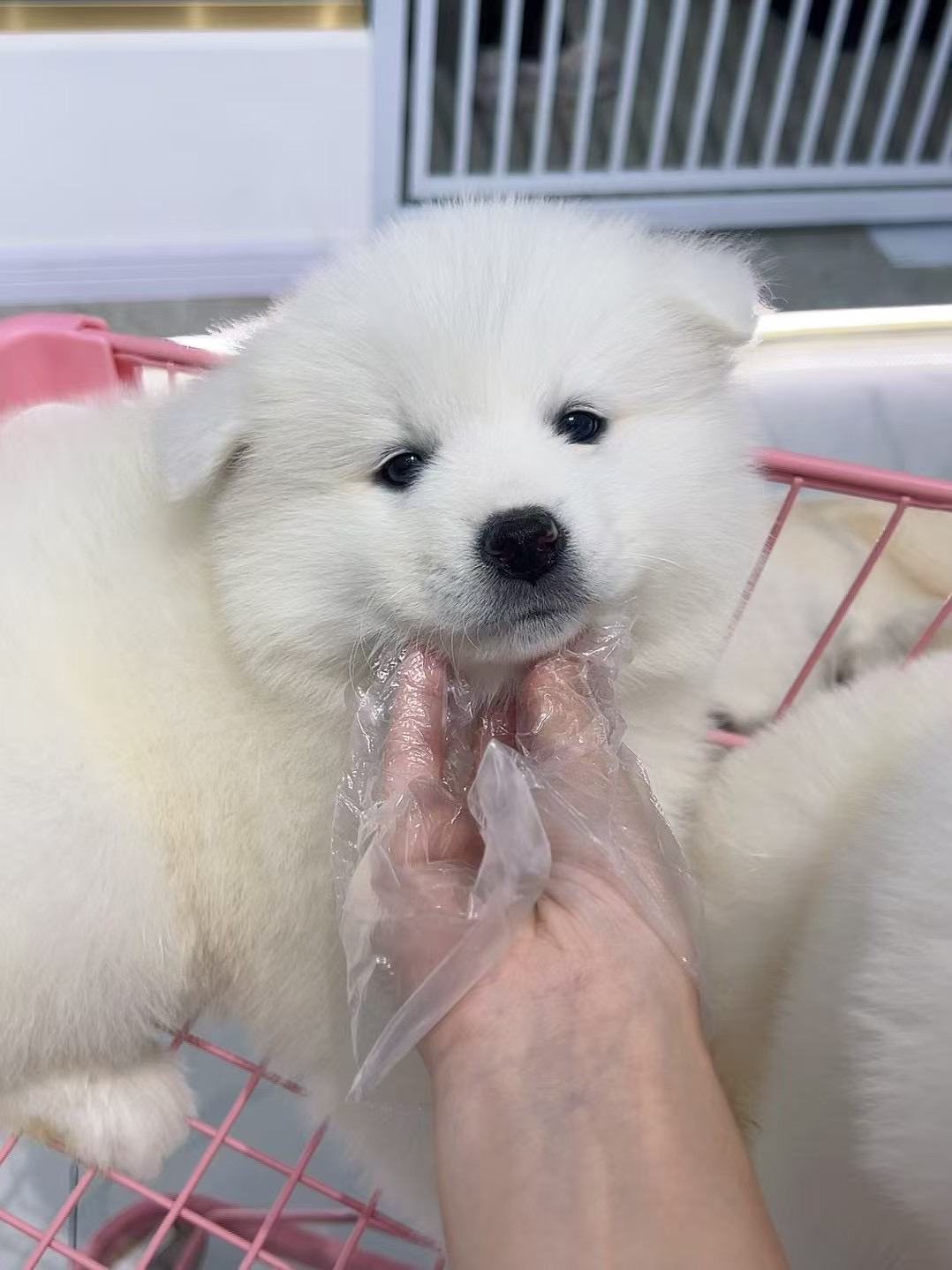 萨摩耶幼犬,雪白蓬松萌翻天,温顺可爱好陪伴