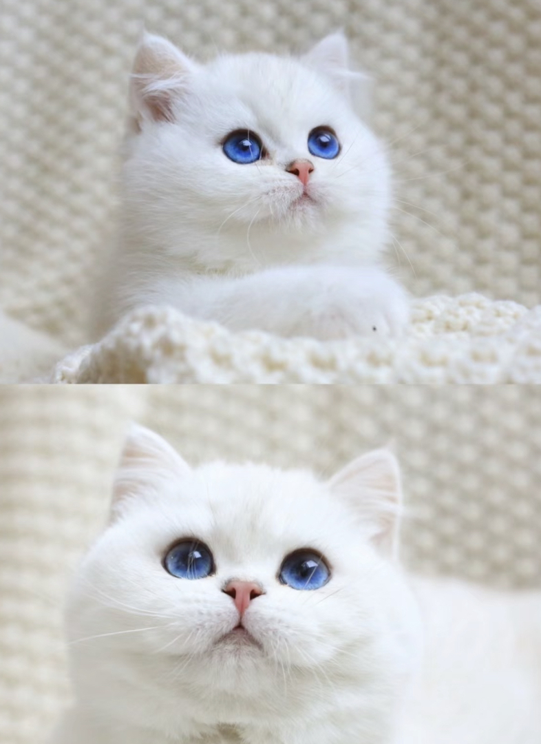高端银渐层猫咪❤️平台推荐