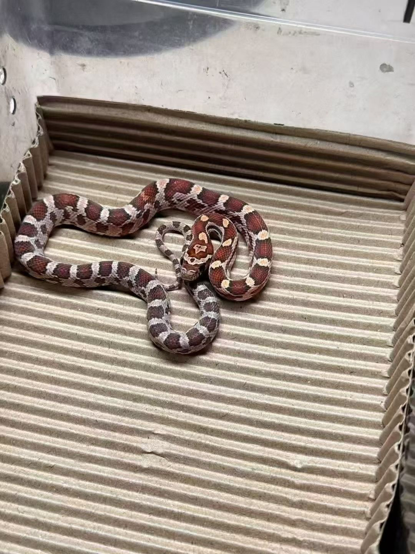 网红宠物玉米蛇 健康温顺饲养简单