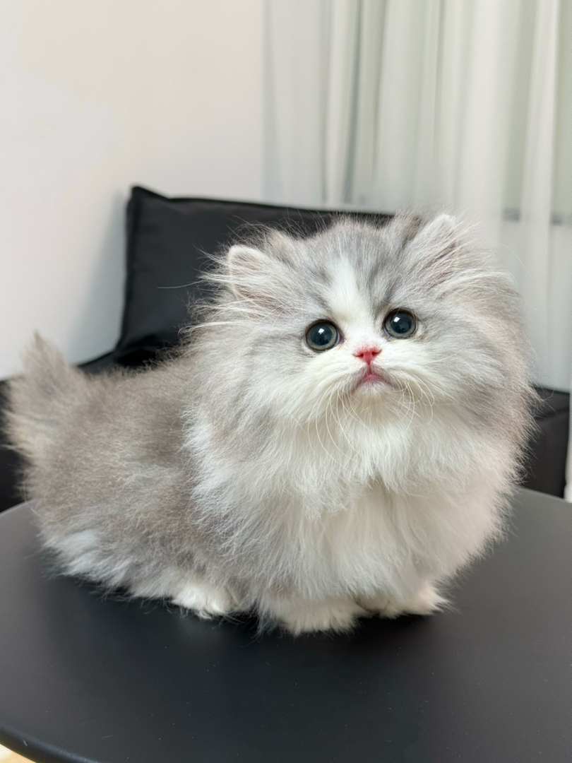 熊版银白米努特拿破仑矮脚妹妹