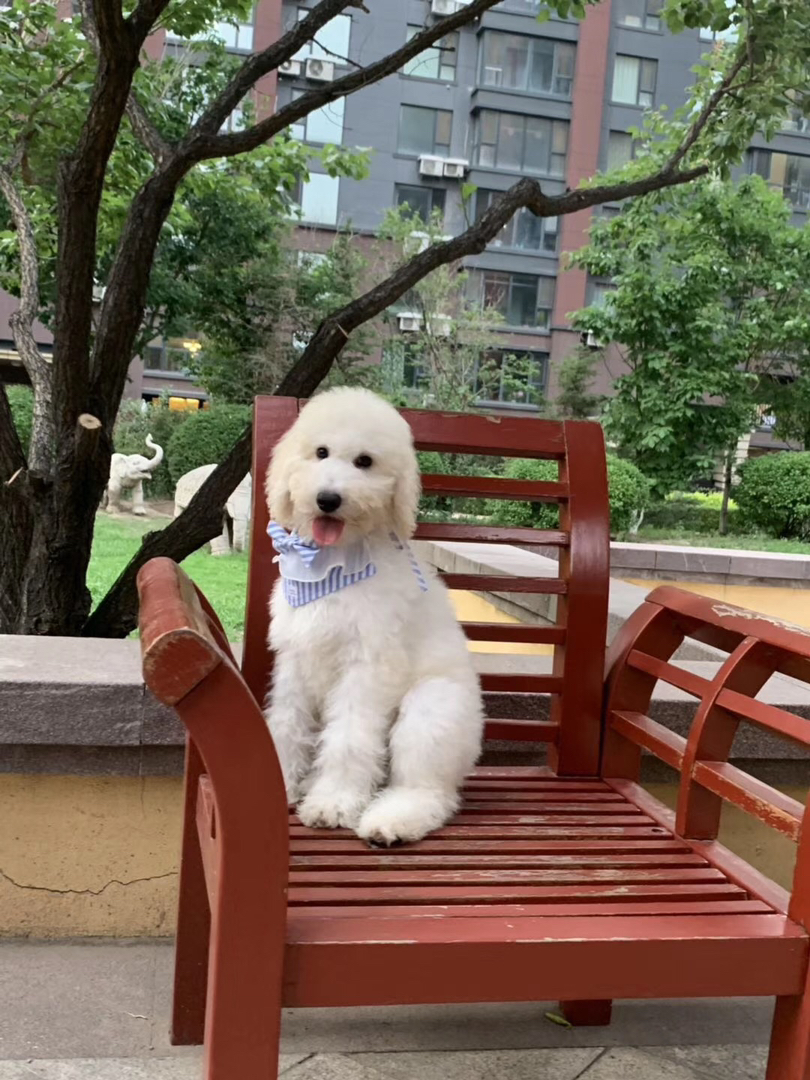 巨型贵宾犬，毛发蓬松似云朵，聪明温顺颜值高