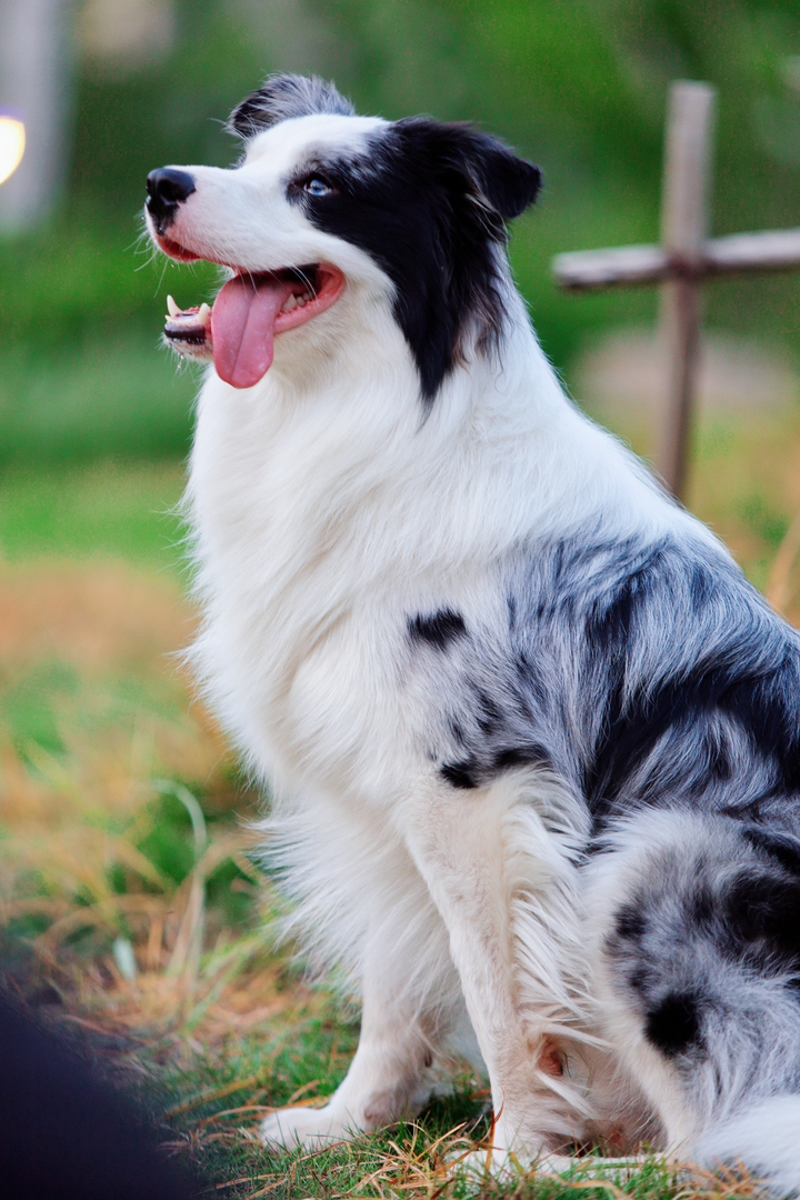 出售成犬边牧。公母都有。都是颜值巅峰