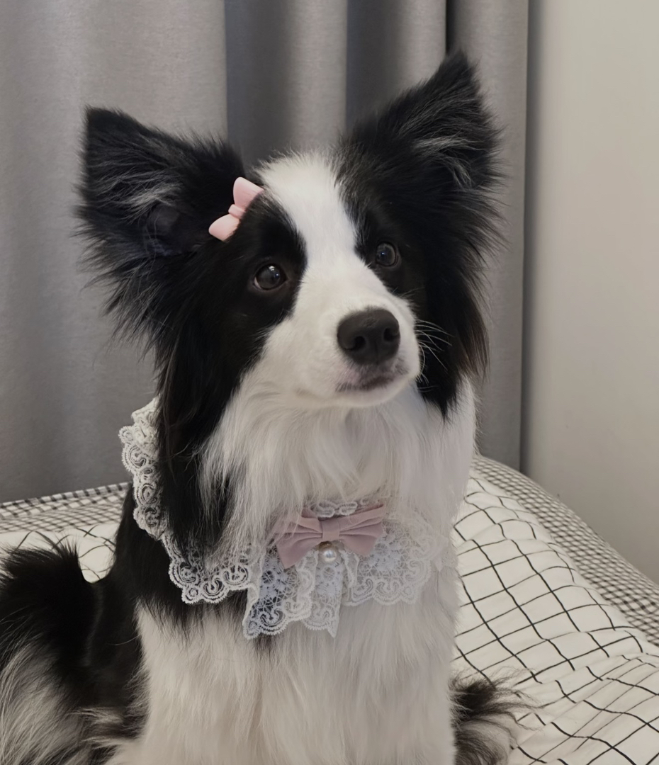 双血统带证书芯片❤️边境牧羊犬