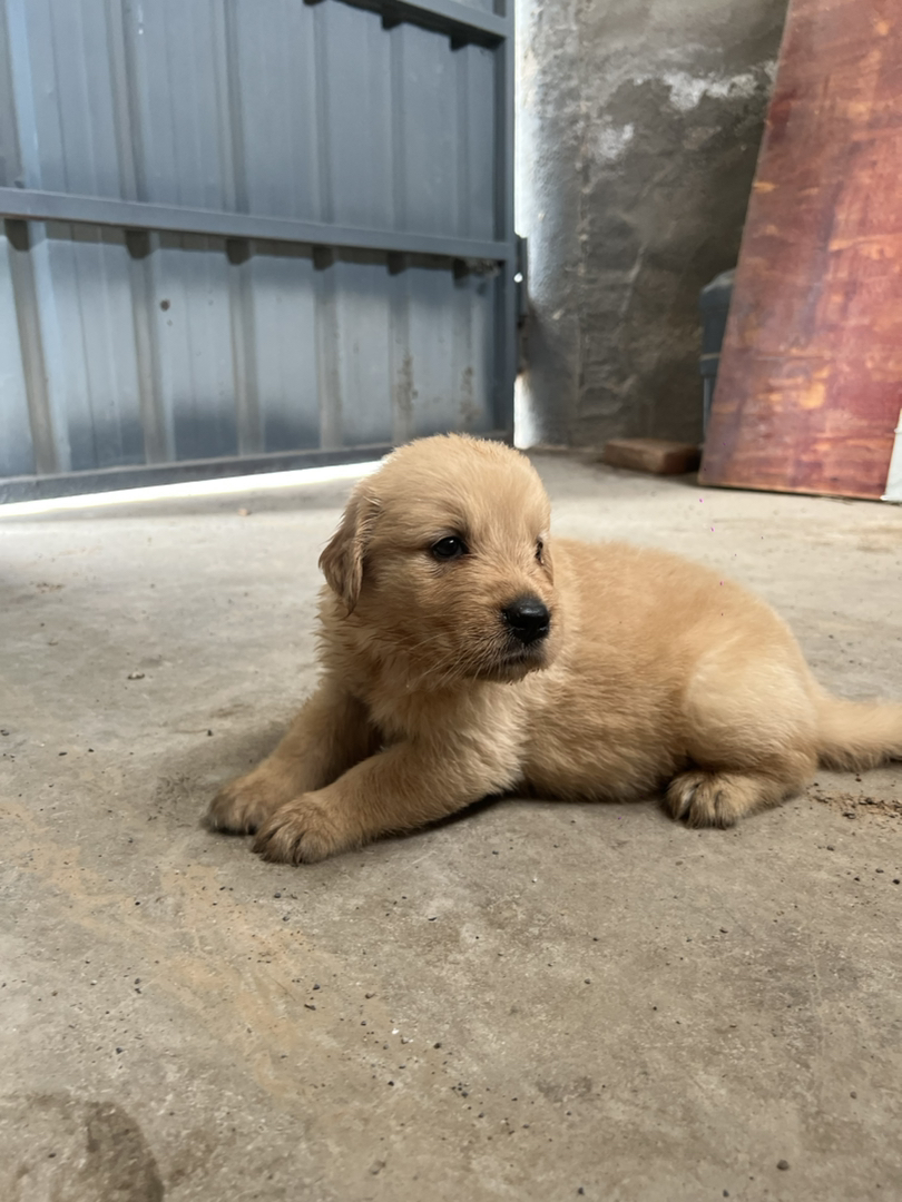 金毛萌犬，颜值高性格好，千年守护等你带回家