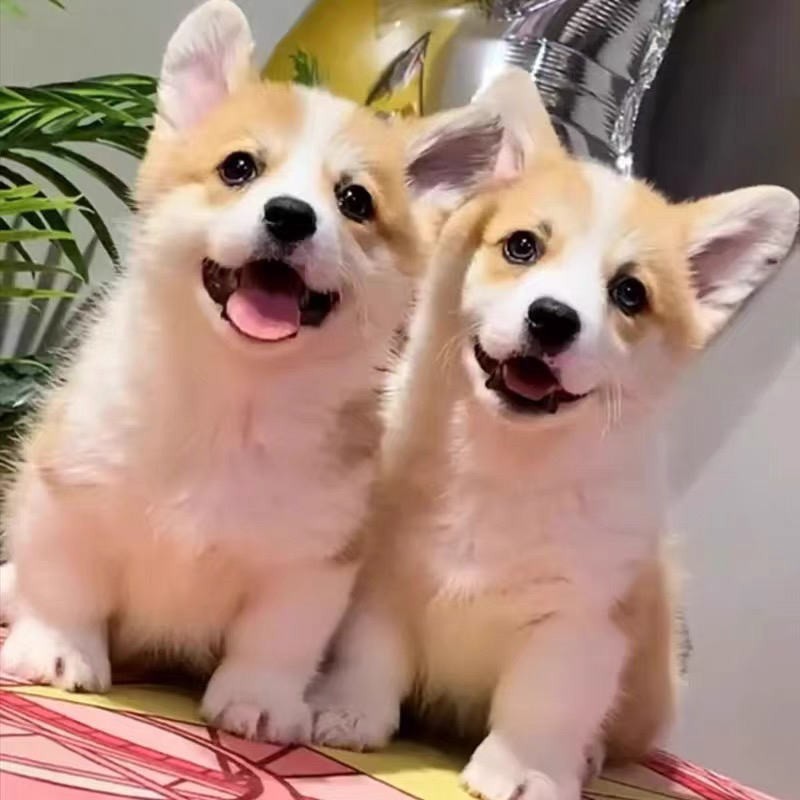 ❤平台推荐商家❤双血统纯种柯基犬