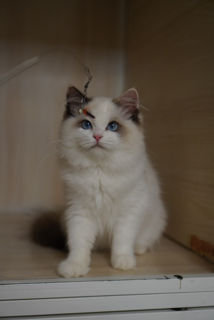 玳瑁布偶猫幼崽