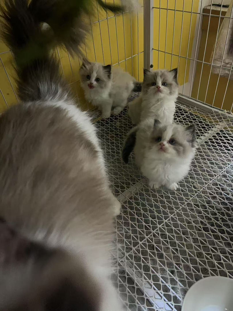 布偶猫