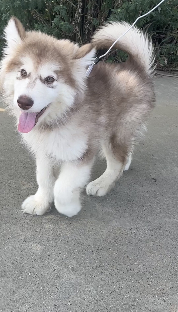 阿拉斯加幼犬，毛发蓬松，性格友好，大型犬的不二之选