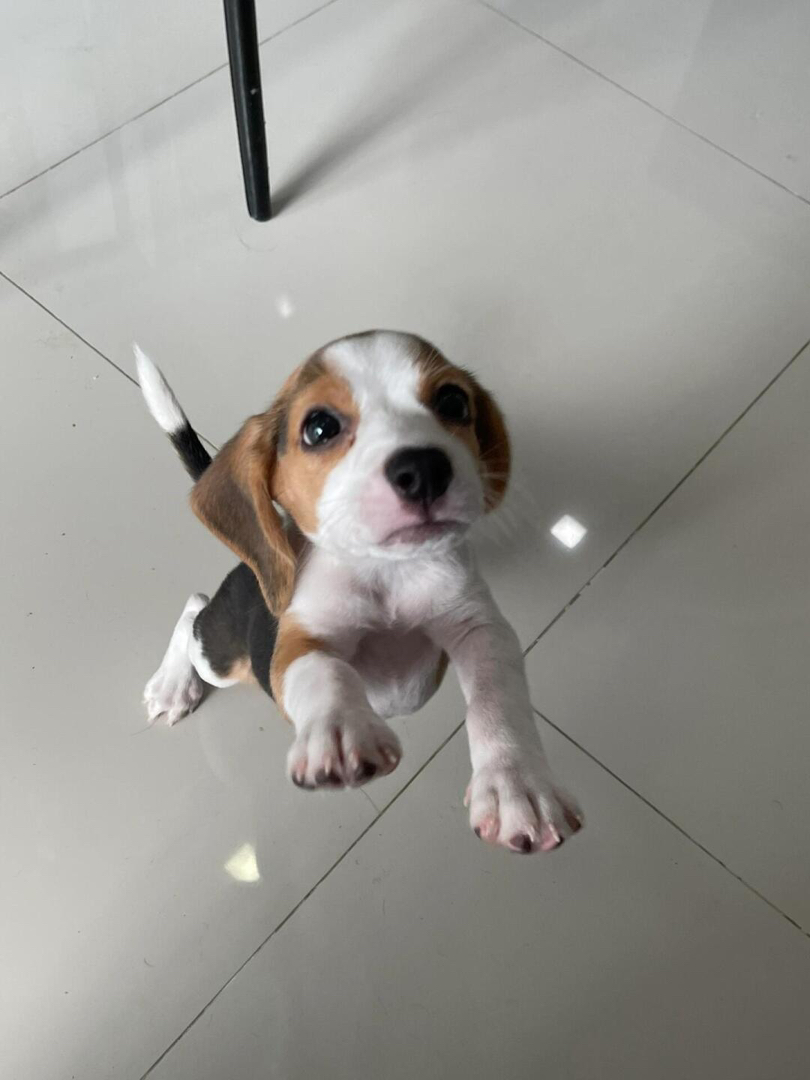 比格幼犬  送过渡粮 狗绳 ➕狗瘟 冠状 细小试剂检测