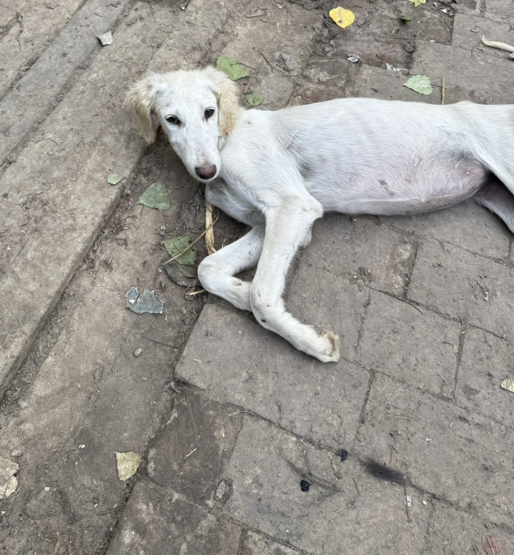 山东细犬中华田园犬，忠诚可靠，体质强健的本土好狗狗