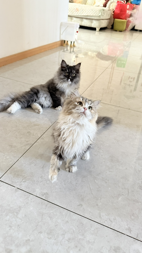 【超低价】英国长毛猫，有金虎斑、银灰，已完成免疫、驱虫