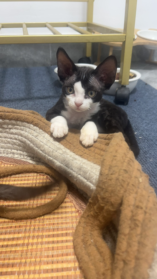 德文卷毛猫弟弟
