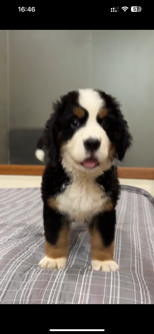 伯恩山犬性情善良，对陌生人也很和平，对小朋友和其他小动物十分温柔