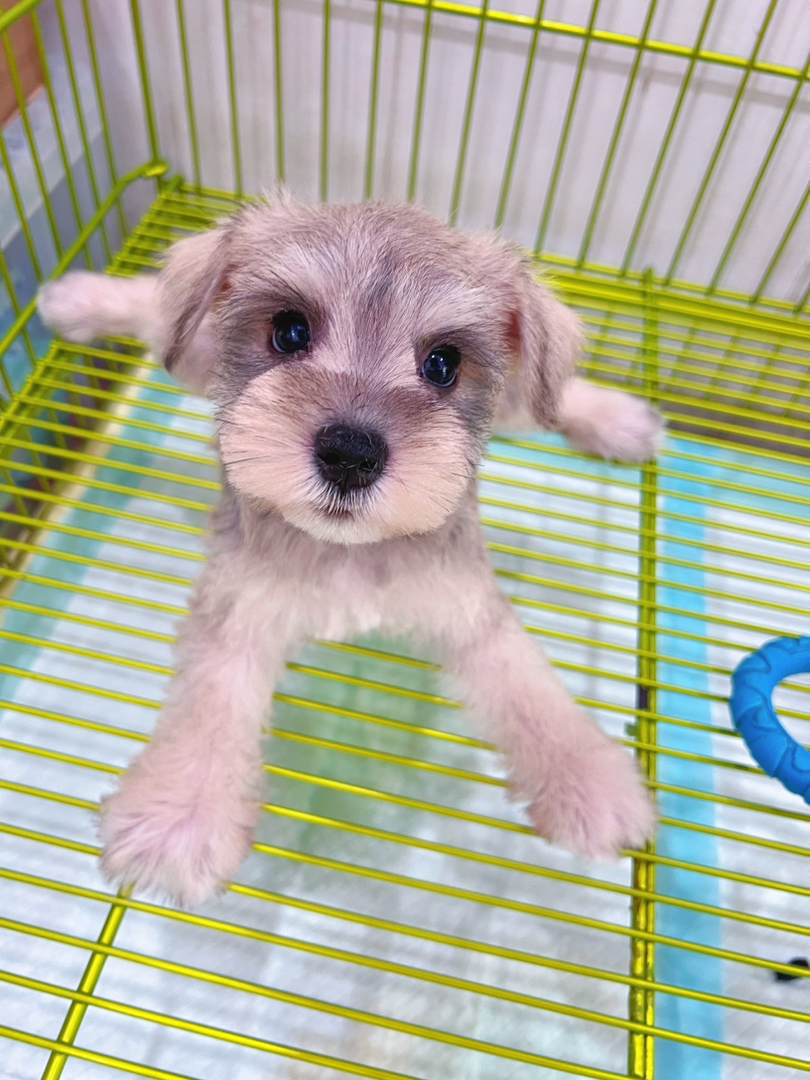 浅椒盐雪纳瑞🐶
一针疫苗💉,左边dd右边mm
找新家🏠