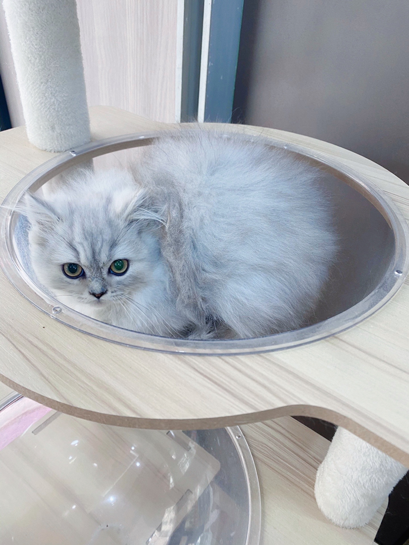 金吉拉