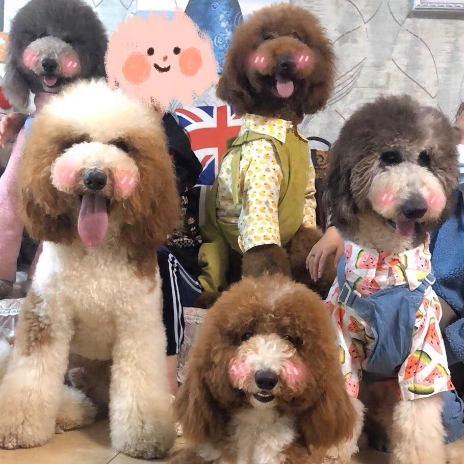 纯白色巨贵 灰色巨贵 花色巨贵