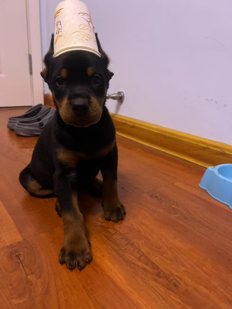 两个月杜宾犬 耳朵尾巴都裁掉了