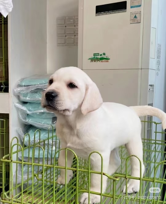 拉布拉多幼犬，乖巧可爱，温顺亲人，绝佳陪伴宠物