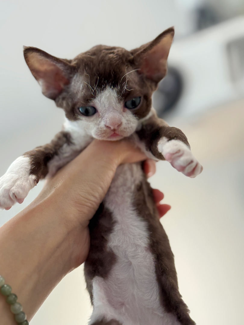 德文卷毛猫幼崽，卷毛可爱，个性活泼，独特魅力的宠物伴侣