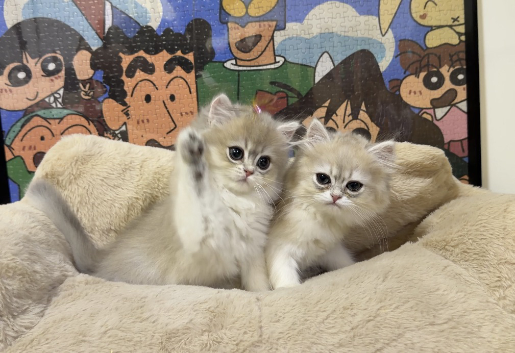 长毛11色蓝金 弟弟妹妹  五短  大眼睛 圆脸 大嘴套  毛量优秀！