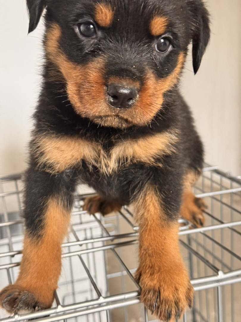 罗威纳幼犬，护卫犬，威风凛凛，忠诚守护，你的最佳伴侣