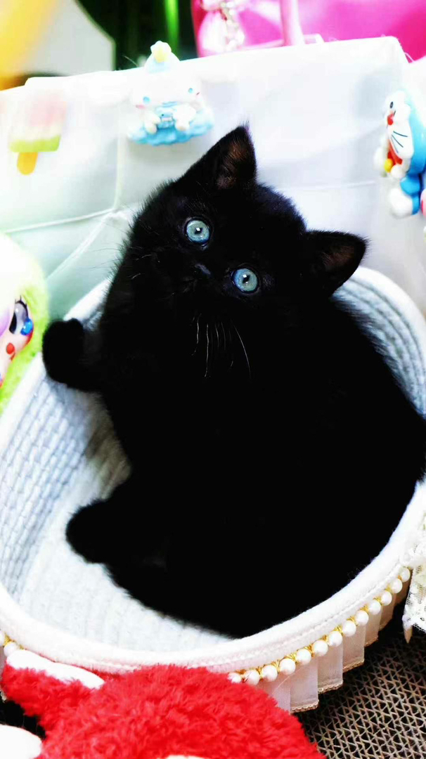 超级可爱小黑猫
