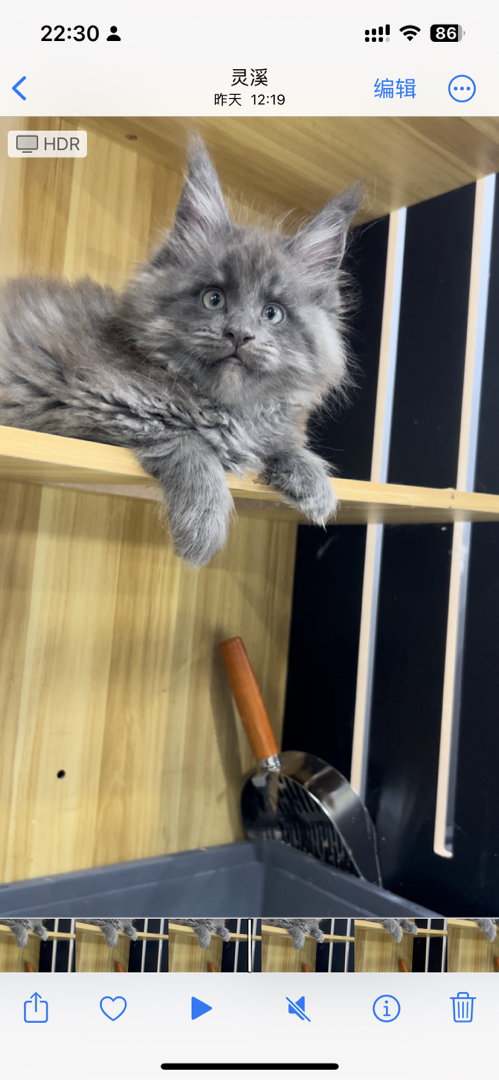 自家大猫生的，看上可联系