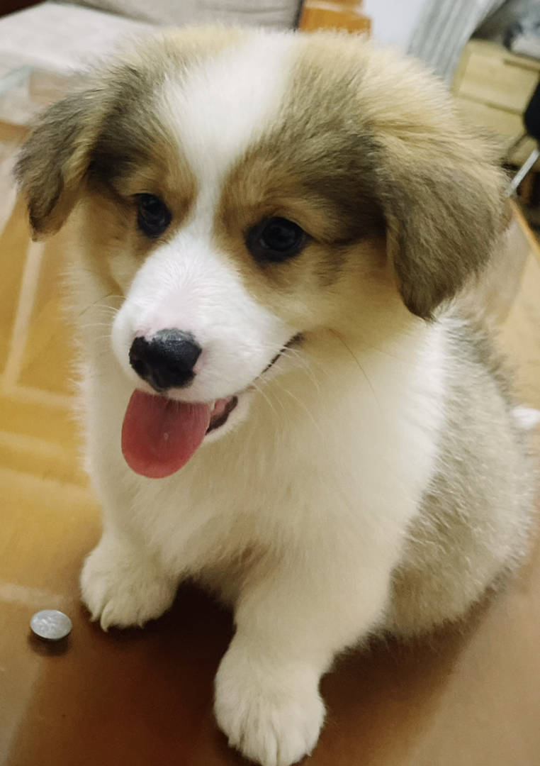 双血统可爱柯基幼犬，颜值高性格好，萌宠界的小短腿