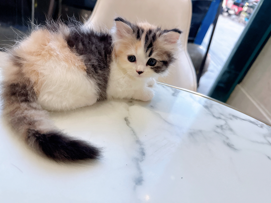可爱三花猫，颜值爆表，独特毛色，萌化你的心