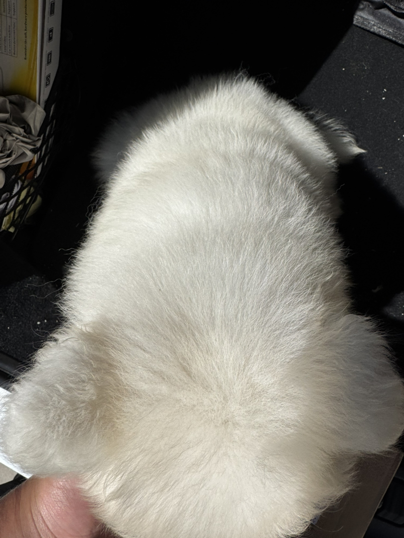 可爱萨摩耶幼犬，雪白蓬松，萌态十足，治愈系小天使