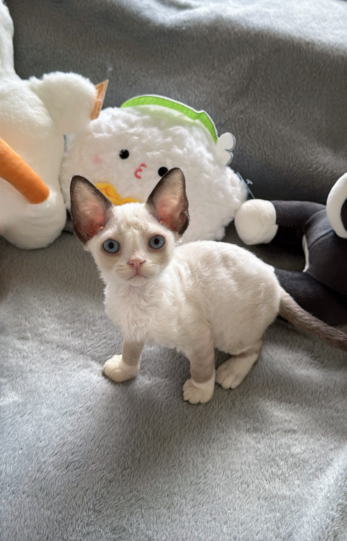 德文卷毛猫，精灵耳大眼萌，独特卷毛尽显优雅气质