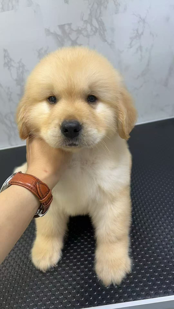 金毛幼犬，可爱萌态，毛软温顺，绝佳家庭陪伴宠物