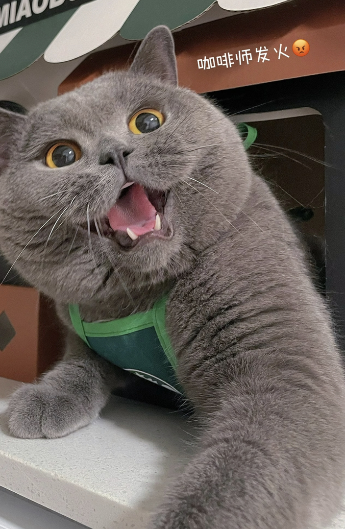 英短蓝猫，圆眼大嘴超可爱，毛厚温顺好养的宠物伴侣