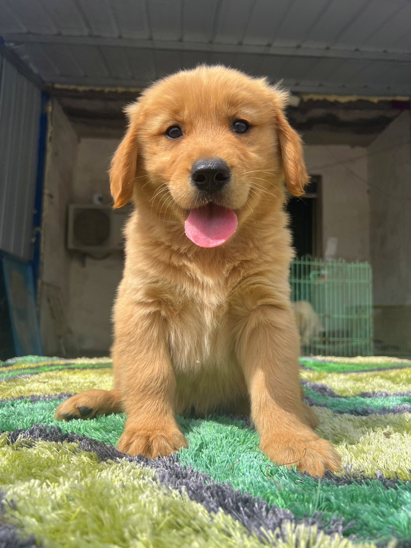 金毛幼犬,运费自理。