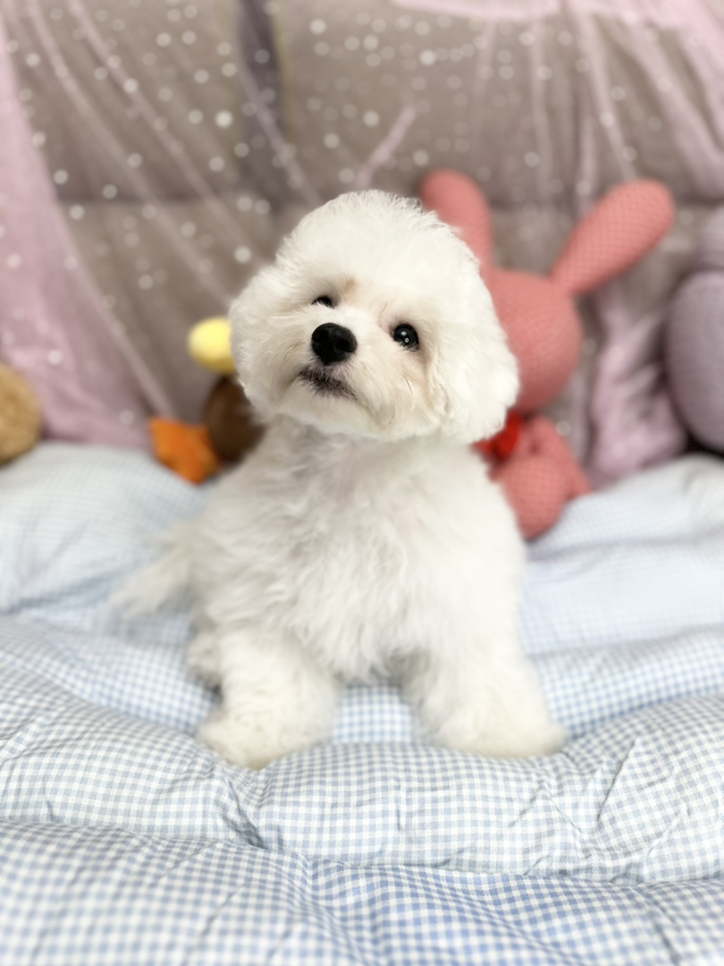 比熊幼犬找个爱它的家，温暖小狗