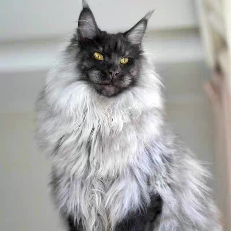 爆毛缅因猫❤️烟熏色缅因猫