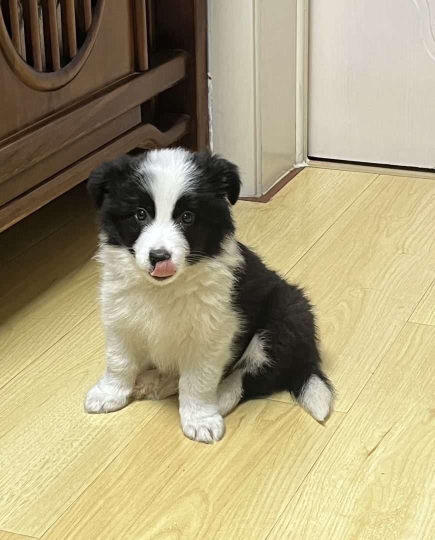 黑白相间边境牧羊犬，聪明伶俐，最佳宠物伴侣