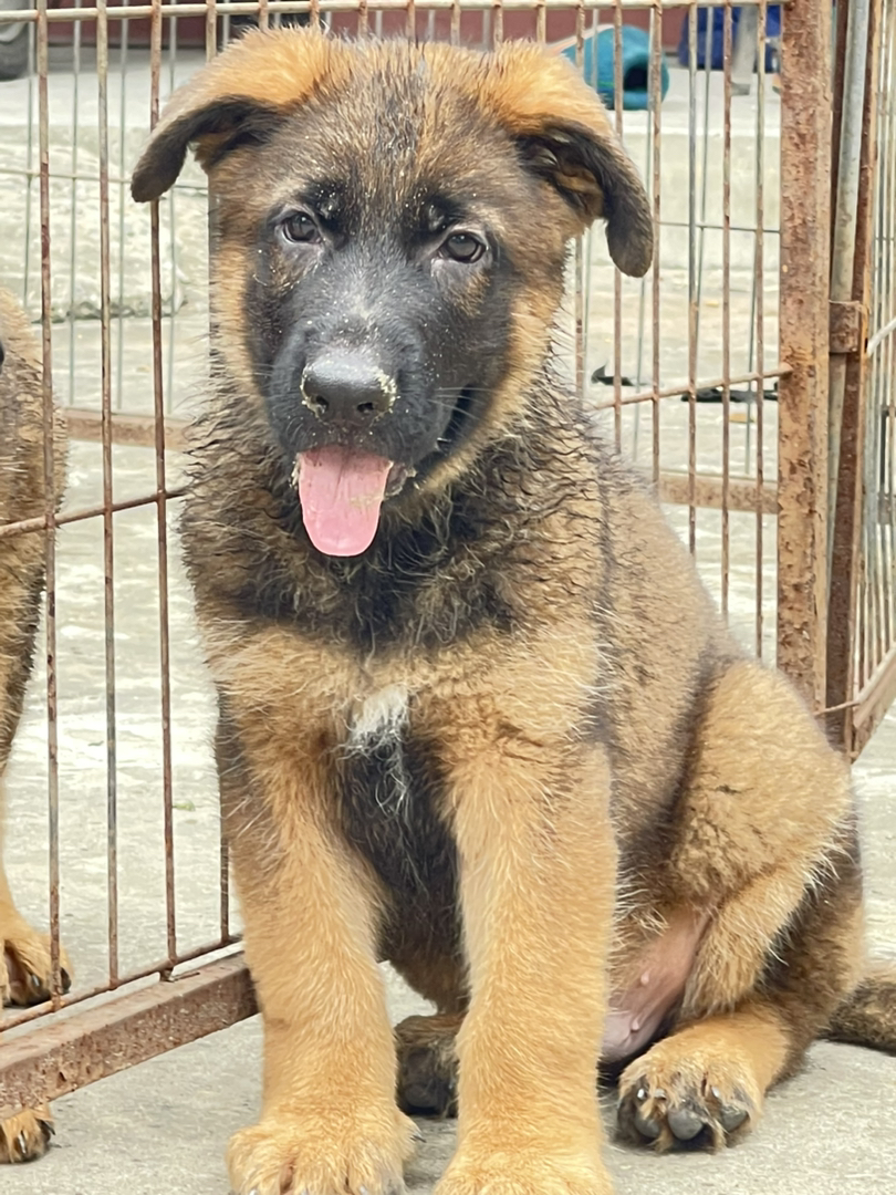 出售双血统赛级德牧幼犬VA阿瑞直子的幼犬