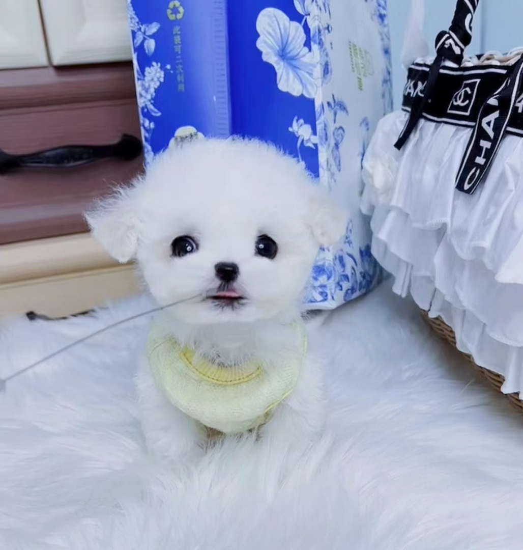 高端韩版比熊❤️平台