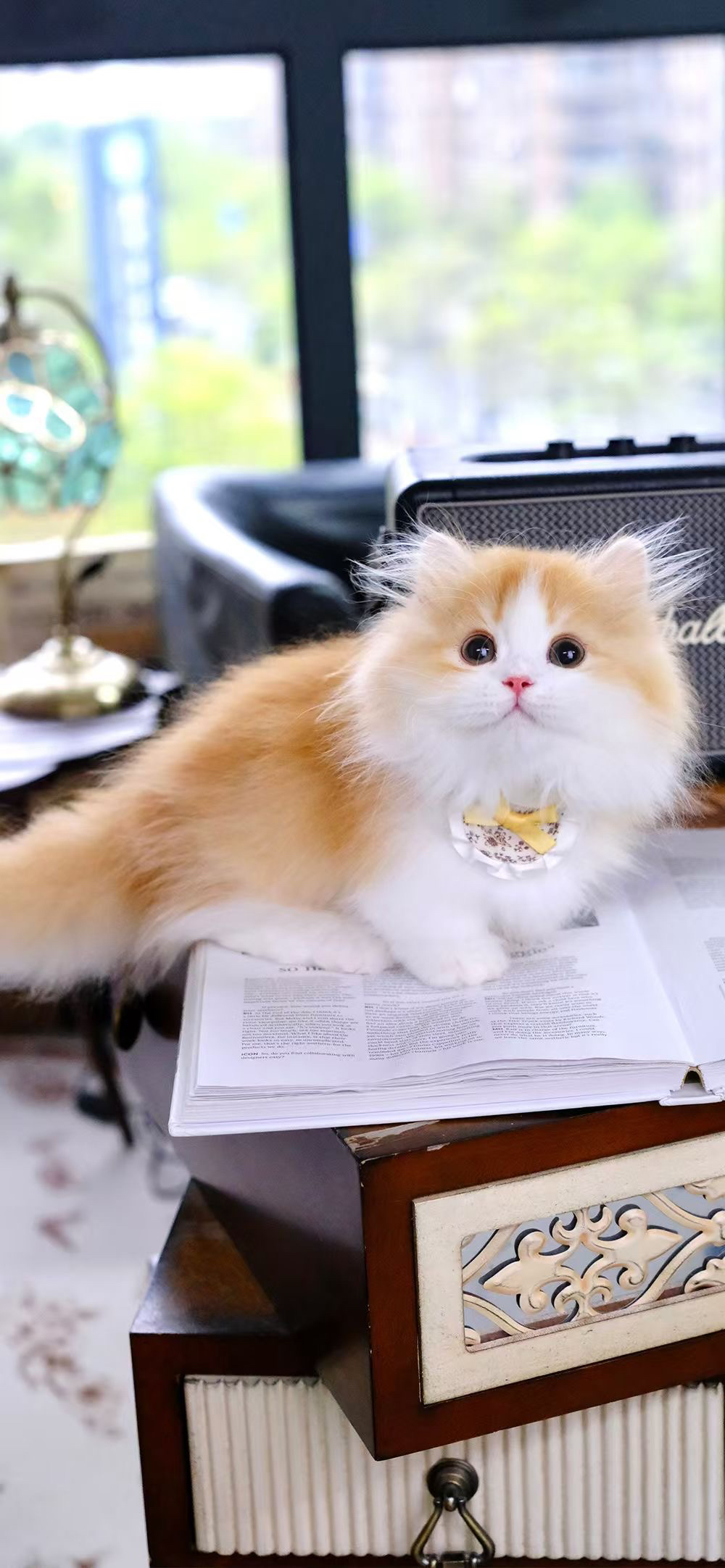 纯种拿破仑猫咪