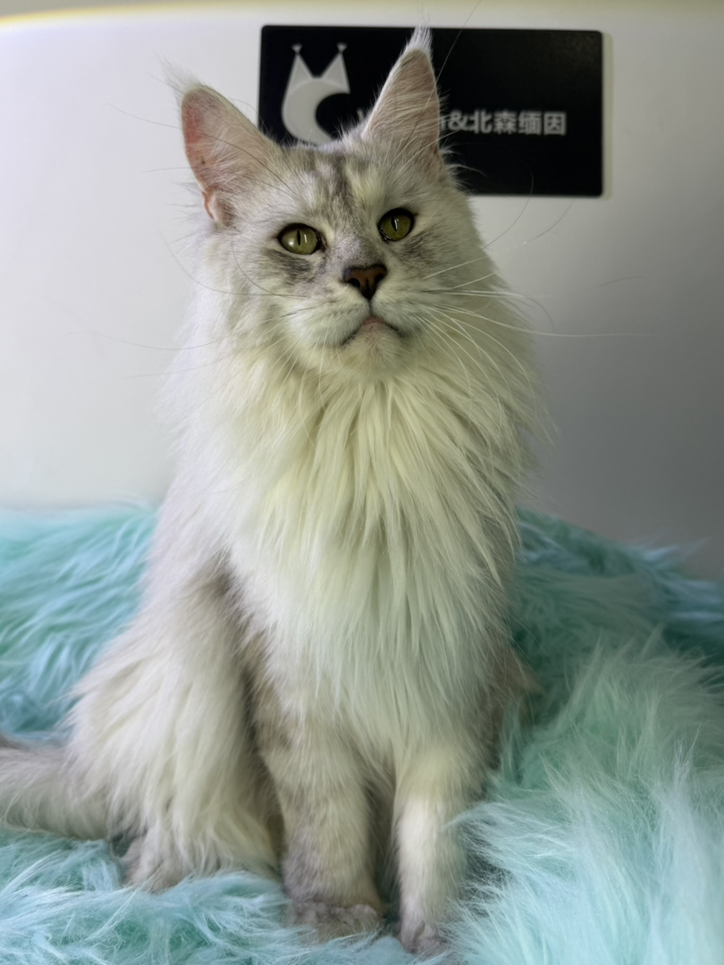 顶级缅因繁育种猫