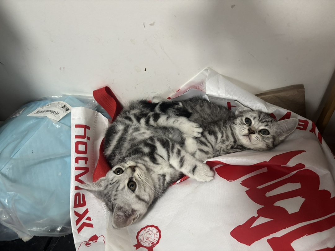 自己家猫生的美国短毛猫，经典虎斑纹，有4只