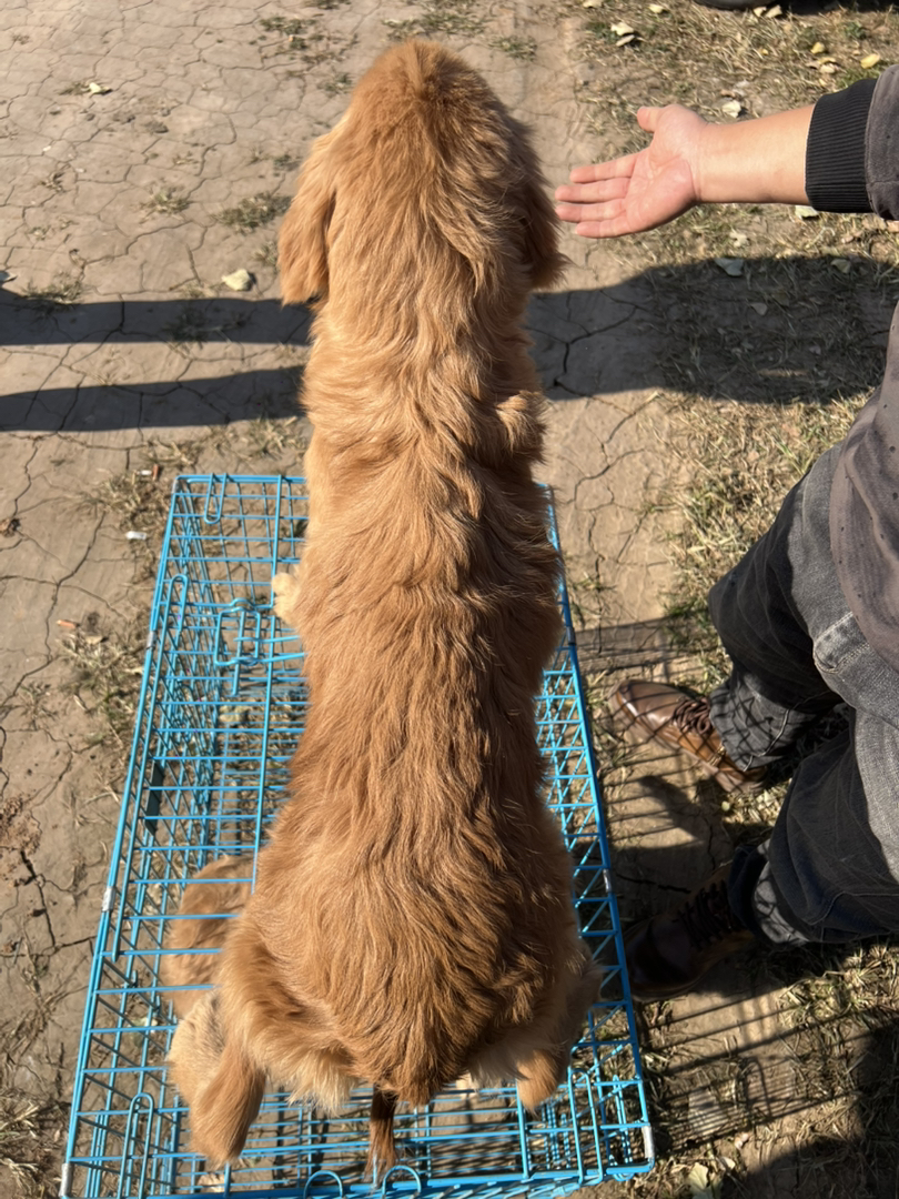 金毛寻回猎犬，温顺可爱，听话。