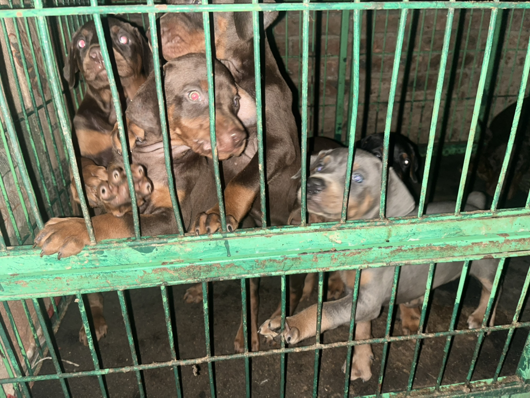 子龙后代，一手自家杜宾犬