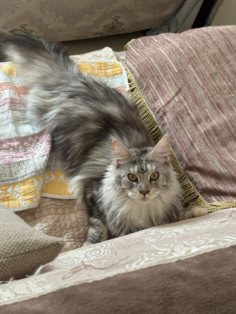 俄罗斯进口缅因妹妹