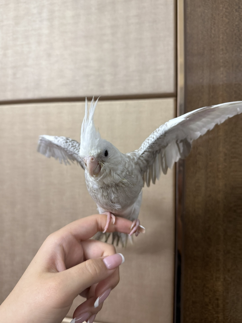 玄凤白脸古铜珍珠母纯手养