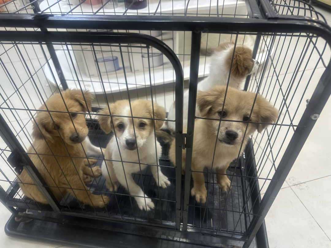 中华田园犬，毛色鲜亮，性格活泼