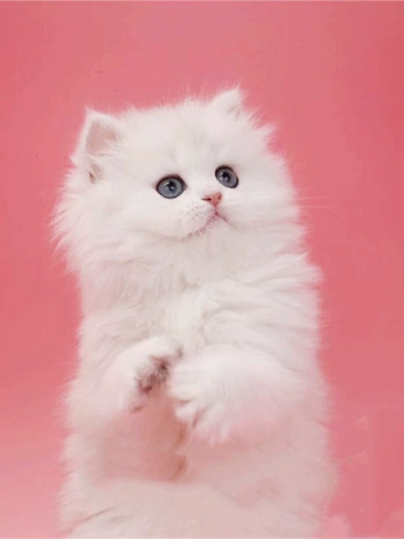 波斯系金吉拉猫猫❤️平台推荐